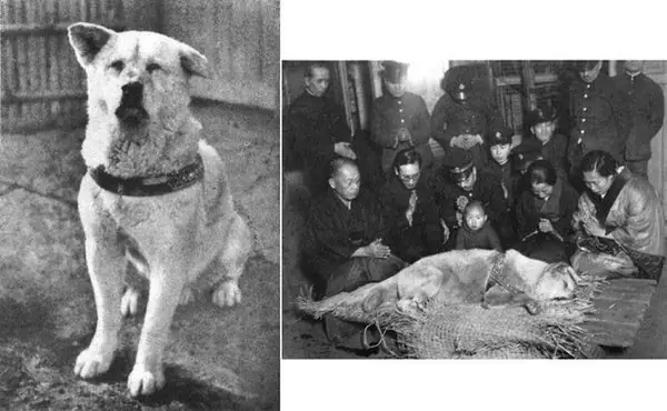 Tượng Chó Hachiko Ở Đâu