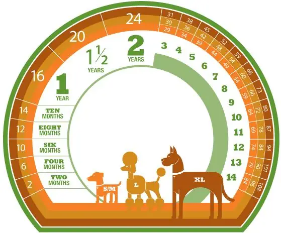 Tương Quan Tuổi Chó Và Người: Cách Quy Đổi Tuổi Chó Sang Tuổi Người Chính Xác Nhất