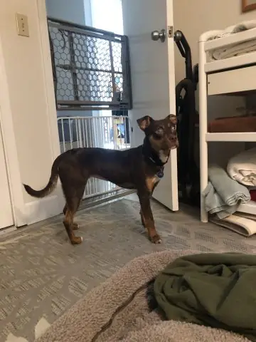 Tuyển Nhân Viên Chăm Sóc Chó Mèo: Cẩm Nang Nghề Nghiệp Từ A-z