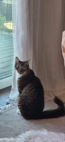 Nhu Cầu Chăm Sóc Thú Cưng: Ngành Công Nghiệp Tiềm Năng Và Cơ Hội Việc Làm Khổng Lồ