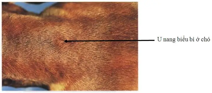 U Nang Biểu Bì Ở Chó U Nang Biểu Bì Ở Chó