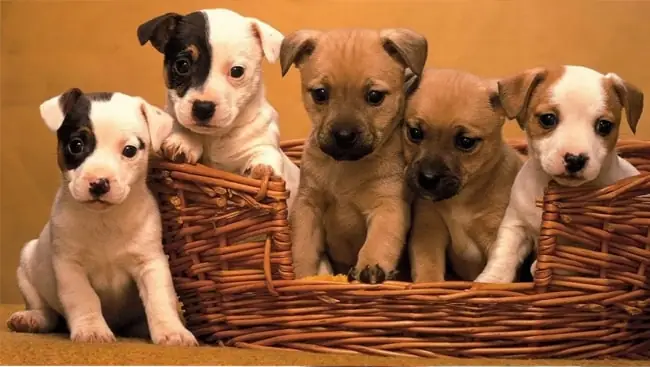 Lịch Tiêm Phòng Vacxin 7 Bệnh Cho Chó