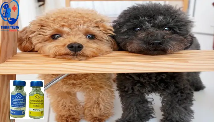 Vacxin 7 Bệnh Cho Chó Merial: Thông Tin Đầy Đủ Và Cần Biết