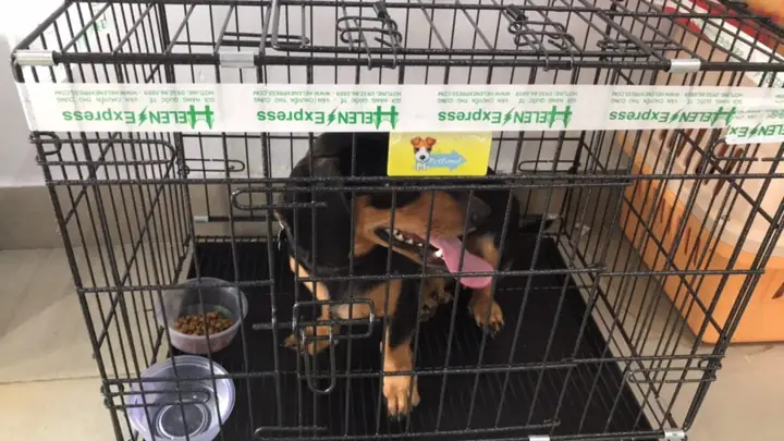 Vận Chuyển Chó Mèo Bằng Đường Sắt