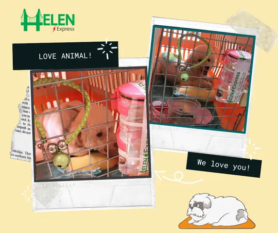 Thủ Tục Gửi Chó Mèo Bằng Máy Bay