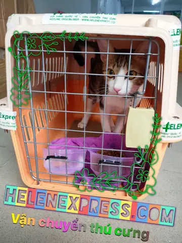 Helenexpress-thu-cung-768x1024