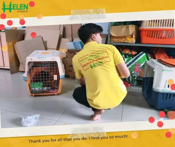 Thủ Tục Gửi Chó Mèo Bằng Máy Bay