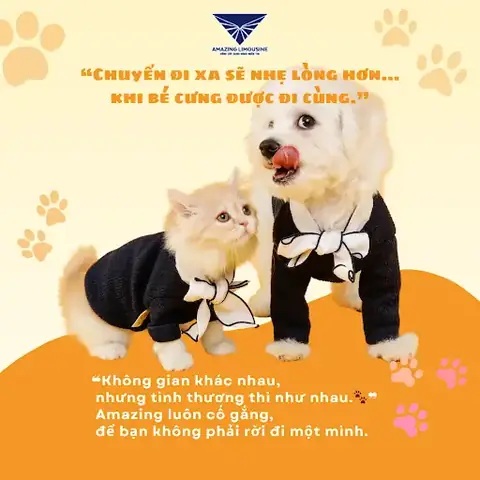 Tại Sao Nên Chọn Xe Đi Đà Lạt Cho Thú Cưng