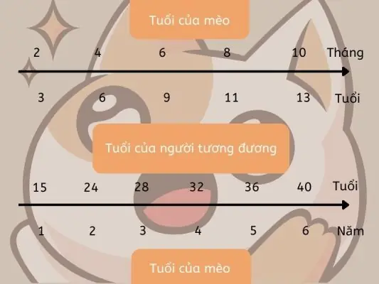 Thông Tin Cơ Bản Về Dịch Vụ Vận Chuyển Chó Mèo Mr Sơn Thông Tin Cơ Bản Về Dịch Vụ Vận Chuyển Chó Mèo Mr Sơn