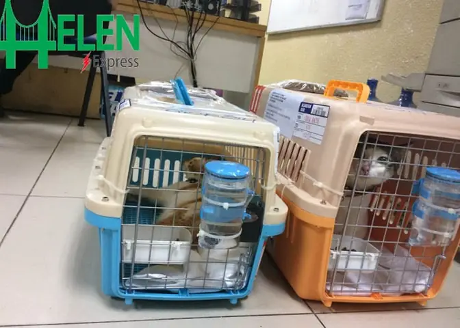 Vận Chuyển Chó Mèo Bằng Đường Sắt