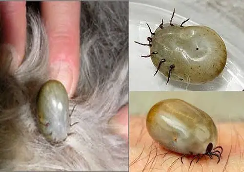 Ve Chó Đực Và Cái: Cách Phân Biệt, Tập Tính Sinh Sản Và Vai Trò Trong Hệ Sinh Thái