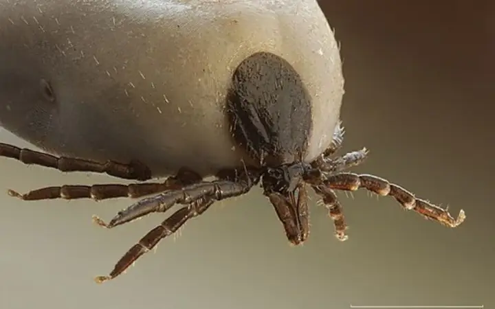 Ve Chó Sợ Mùi Gì? 7 Mùi Tự Nhiên Đuổi Ve Hiệu Quả, An Toàn Cho Thú Cưng