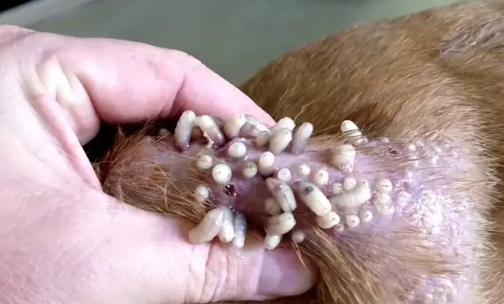 Vết Thương Của Chó Có Dòi: Nguyên Nhân, Cách Xử Lý Và Phòng Ngừa