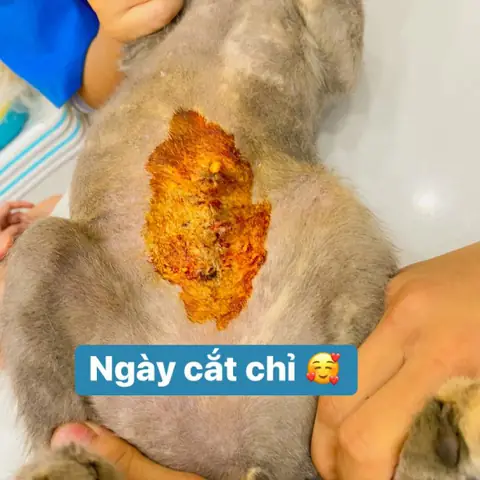 Vết Thương Của Chó Có Dòi: Nguyên Nhân, Cách Xử Lý Và Phòng Ngừa