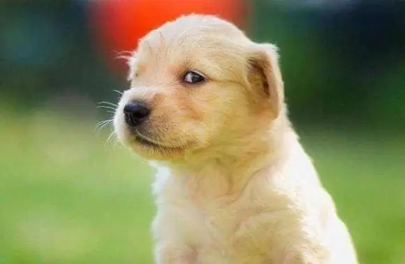 Tại Sao Chó Lại Khóa Chặt Mông Vào Nhau Khi Giao Phối? Nó Sẽ Gặp Nguy Hiểm Khi Bị Ép Tách Rời Ra Trong Quá Trình Giao Phối Không?