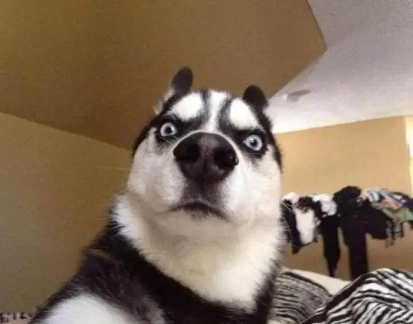 Tại Sao Chó Lại Khóa Chặt Mông Vào Nhau Khi Giao Phối? Nó Sẽ Gặp Nguy Hiểm Khi Bị Ép Tách Rời Ra Trong Quá Trình Giao Phối Không?