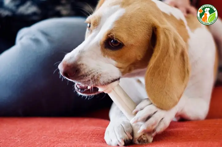 Do Chúng Buồn Chán