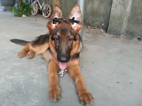 Chó Becgie Đức Bị Cụp Tai Có Chữa Được Không?