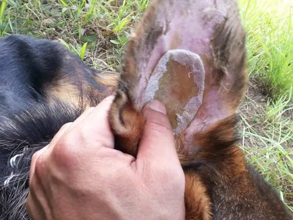 Chó Becgie Đức Bị Cụp Tai Có Chữa Được Không?