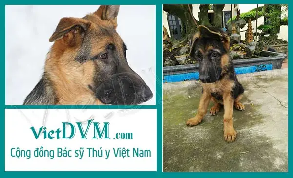 Nguyên Nhân Gì Khiến Chó Becgie Đức Bị Cụp Tai?