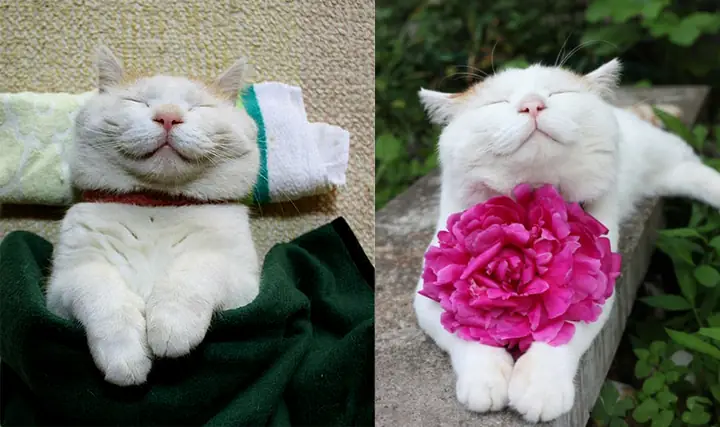 Vì Sao Cả Internet Thích Ngắm Video Mèo? - Ảnh 6.