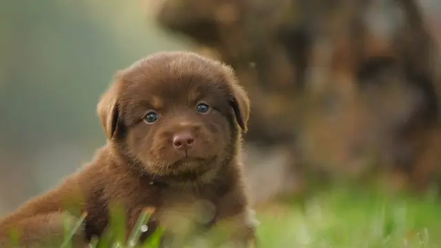 Video Những Chú Chó Đáng Yêu: Khoảnh Khắc Cưng Chiều Của Bốn Chân Video Những Chú Chó Đáng Yêu: Khoảnh Khắc Cưng Chiều Của Bốn Chân