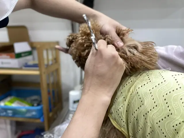 Do Virus (parvovirus, Virus Care) Do Virus (parvovirus, Virus Care)