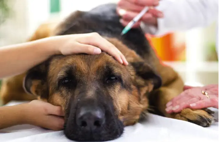 Phòng Khám Thú Y Vĩnh Lộc Vet