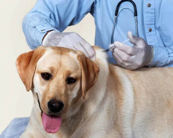 Cách Phòng Tránh Bệnh Liên Quan Đến Hệ Thần Kinh Ở Chó