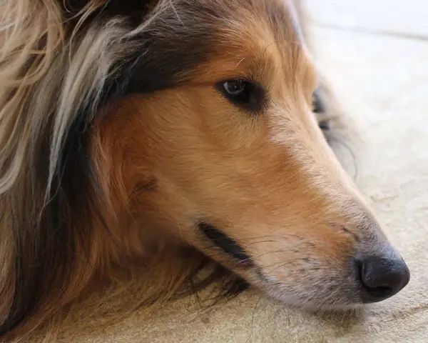 Một Số Bệnh Liên Quan Đến Hệ Thần Kinh Của Chó