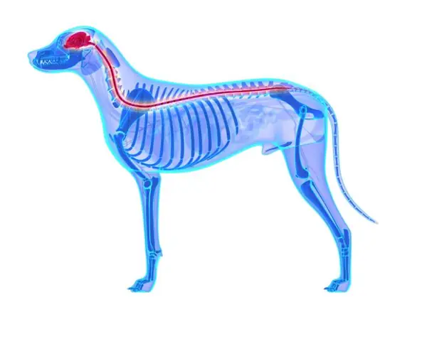 Những Điều Cần Biết Về Hệ Thần Kinh Động Vật