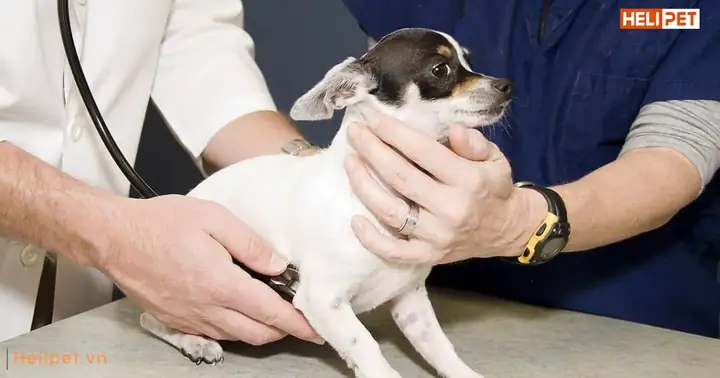 Nhữngdấu Hiệu Chó Bị Viêm Tai