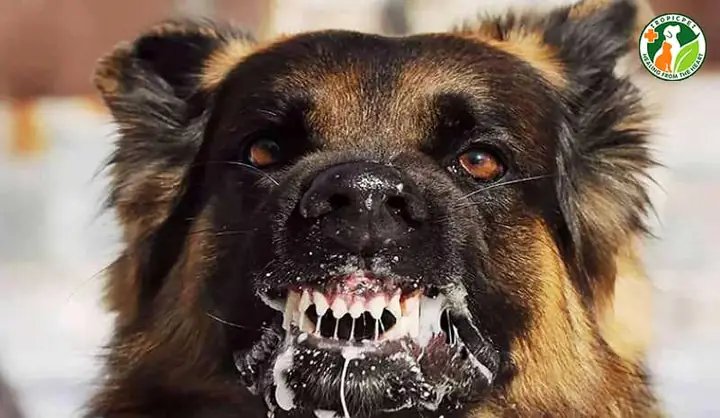 Nguyên Nhân Bệnh Lý