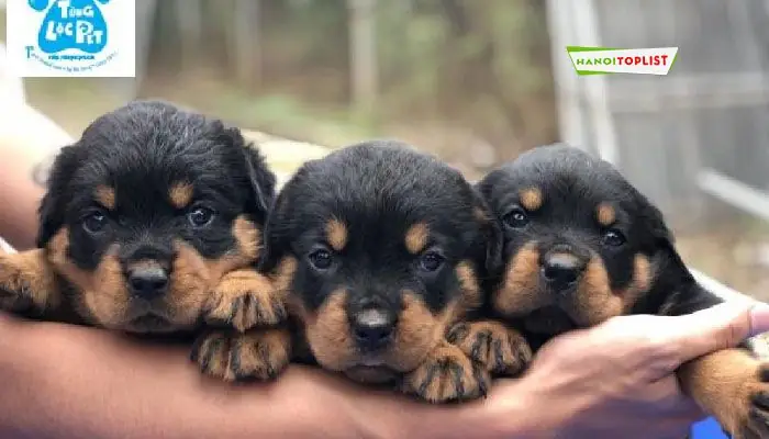 Top 10+ Địa Chỉ Bán Chó Cảnh Đáng Tin Cậy Nhất Tại Hà Nội