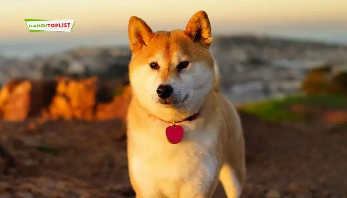 Top 10+ Địa Chỉ Bán Chó Cảnh Đáng Tin Cậy Nhất Tại Hà Nội