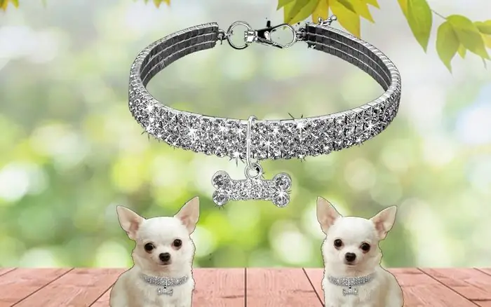 Vòng Cổ Cho Chó Con Vòng Cổ Cho Chó Con