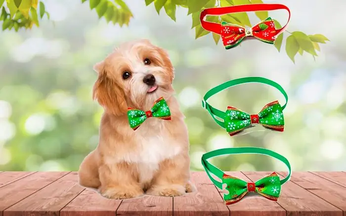 Vòng Cổ Cho Chó Con Vòng Cổ Cho Chó Con