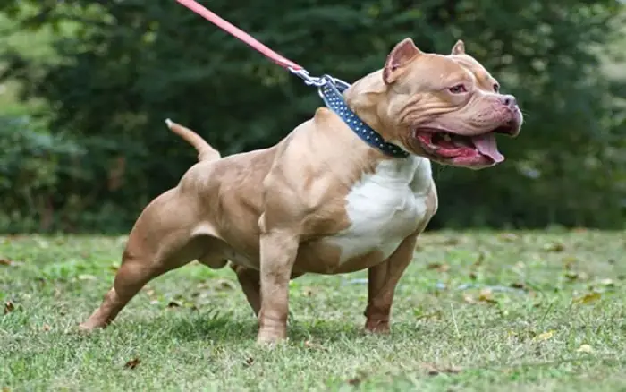 Vòng Cổ Cho Chó Con Vòng Cổ Cho Chó Con