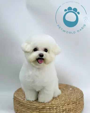 Vòng Cổwhistle Go Explore Vòng Cổwhistle Go Explore