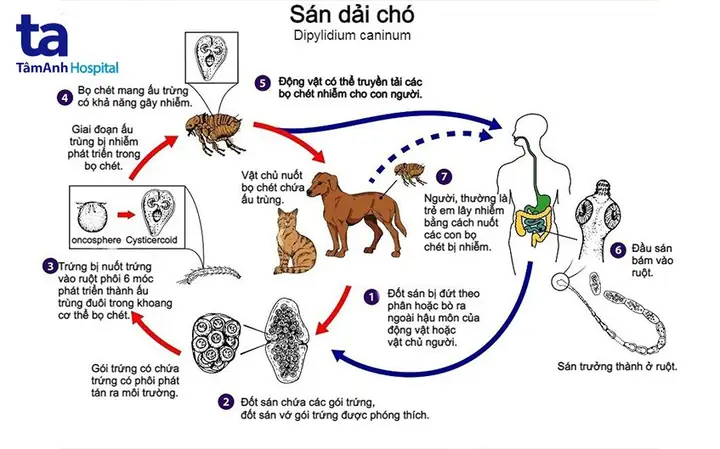 Vòng Đời Sán Dải Chó