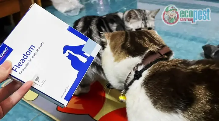 Hướng Dẫn Sử Dụng Vòng Đeo Cổ Trị Bọ Chét Fleadom