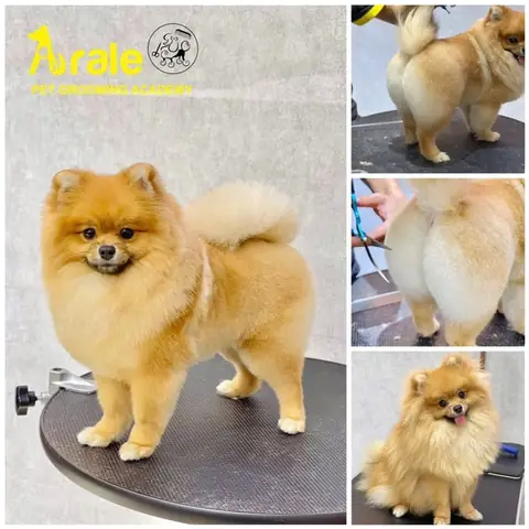 Mèo Ăn Gì Để Lông Bóng Mượt?