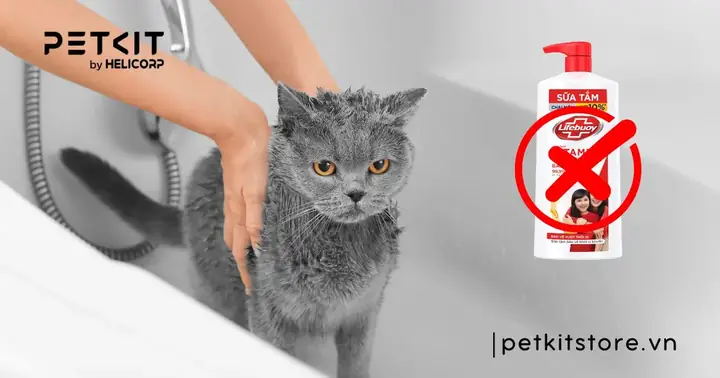 Tắm Cho Mèo Bằng Xà Phòng Lifebuoy Được Không?