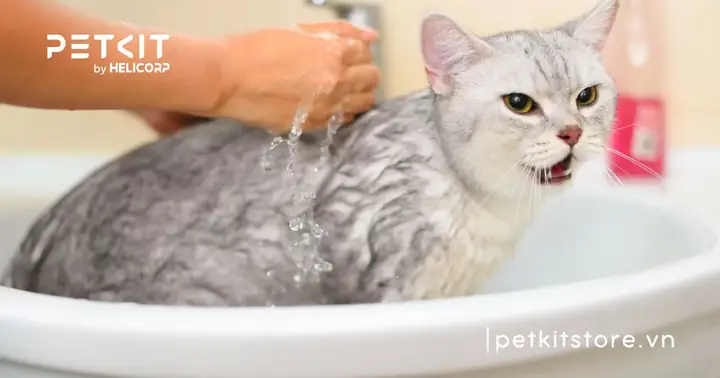 Bao Lâu Tắm Cho Mèo 1 Lần?