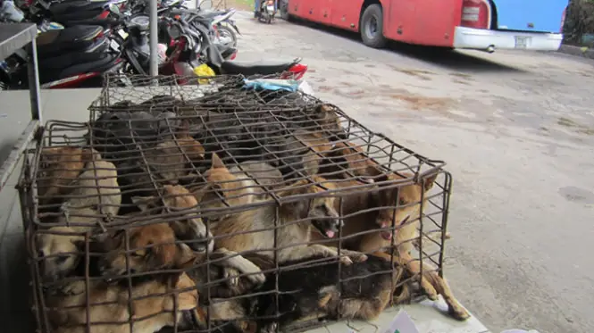 Xe Khách Cho Chở Chó: Hướng Dẫn Chi Tiết Khi Vận Chuyển Chó Bằng Xe Khách An Toàn Và Hợp Pháp