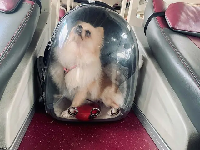 Xem Khách Nào Cho Mang Chó, Mèo Lên Xe? Xem Khách Nào Cho Mang Chó, Mèo Lên Xe?