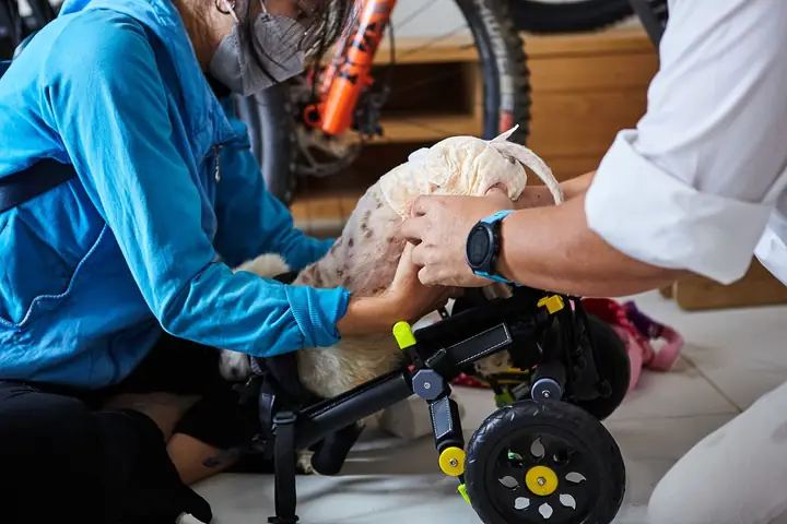 Xe Lăn Cho Chó Mèo