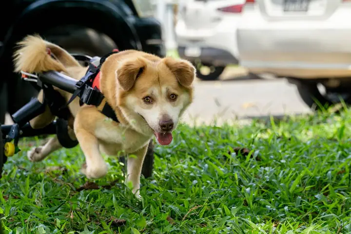 Xe Lăn Cho Chó Mèo