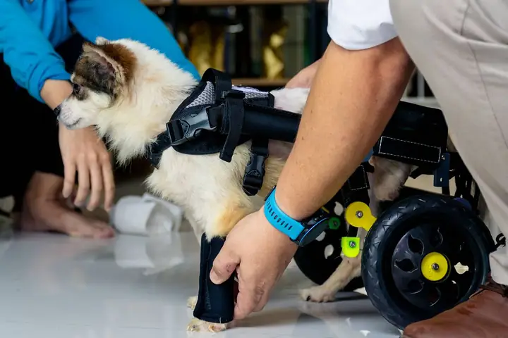 Xe Lăn Cho Chó Mèo