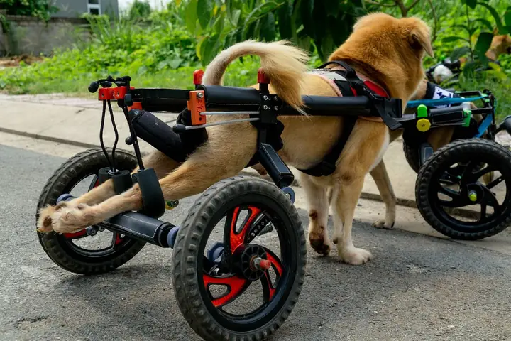 Xe Lăn Cho Chó Mèo